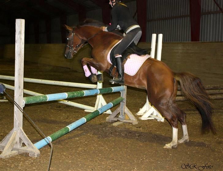 DSP Jasmin - Solgt - Hop <3 SR foto billede 12