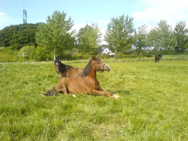 DSP Jasmin - Solgt - Hvorfor skal vi allerede ride mor? <3 Foto: Mig... billede 13
