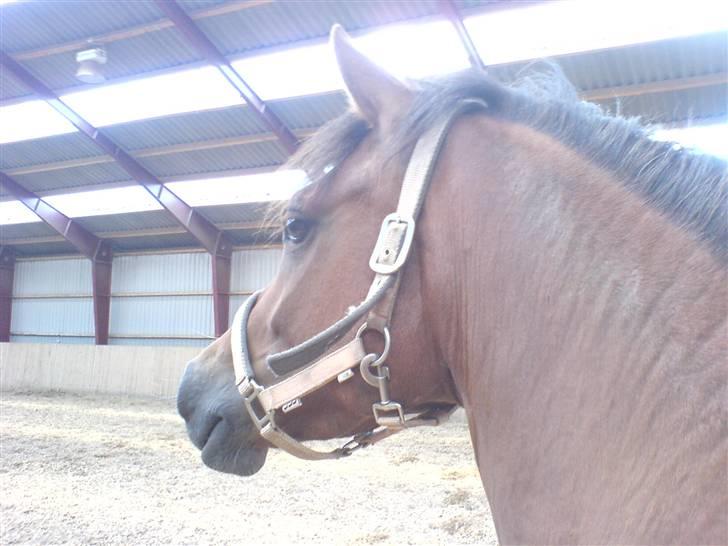 DSP Jasmin - Solgt - Så lækker <3 Foto: Mig... billede 14