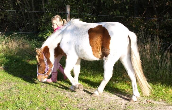 Anden særlig race lille john ¤solgt¤ - okay så går vi rundt og ser på hegnet billede 3