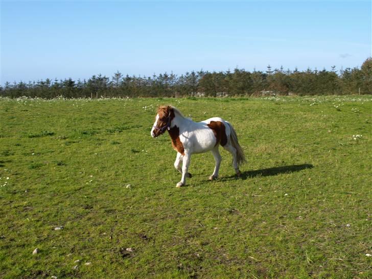 Anden særlig race lille john ¤solgt¤ - ja ja jeg kan også løbe billede 5