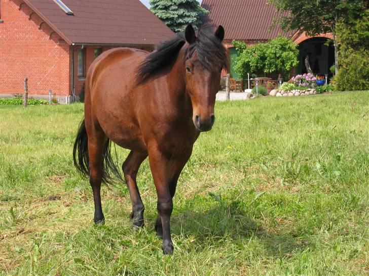 Anden særlig race Jobbe - Jobbe nyder livet på sommer græs billede 1