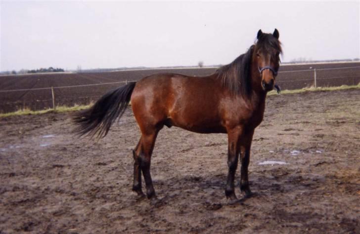 Anden særlig race Jobbe - jobbe næsten 3år billede 2
