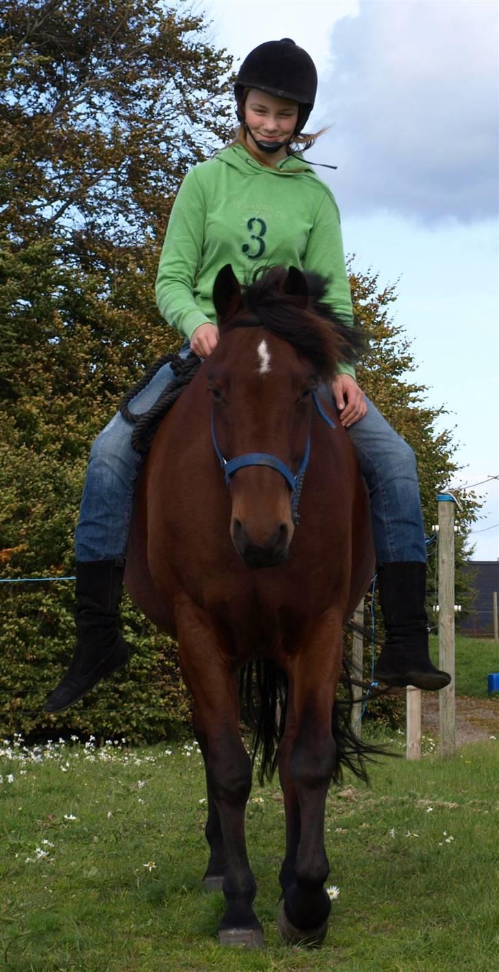 Anden særlig race Jobbe - et ride billede billede 4