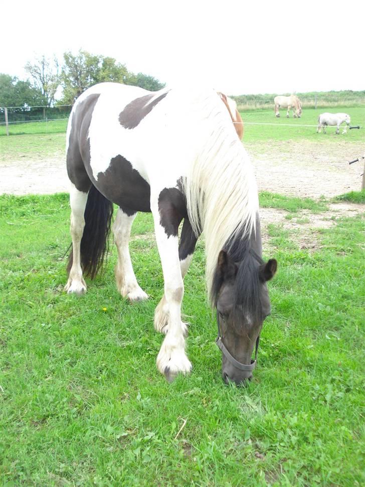 Barockpinto La Santa - sommer 2008, hun er i fol billede 1