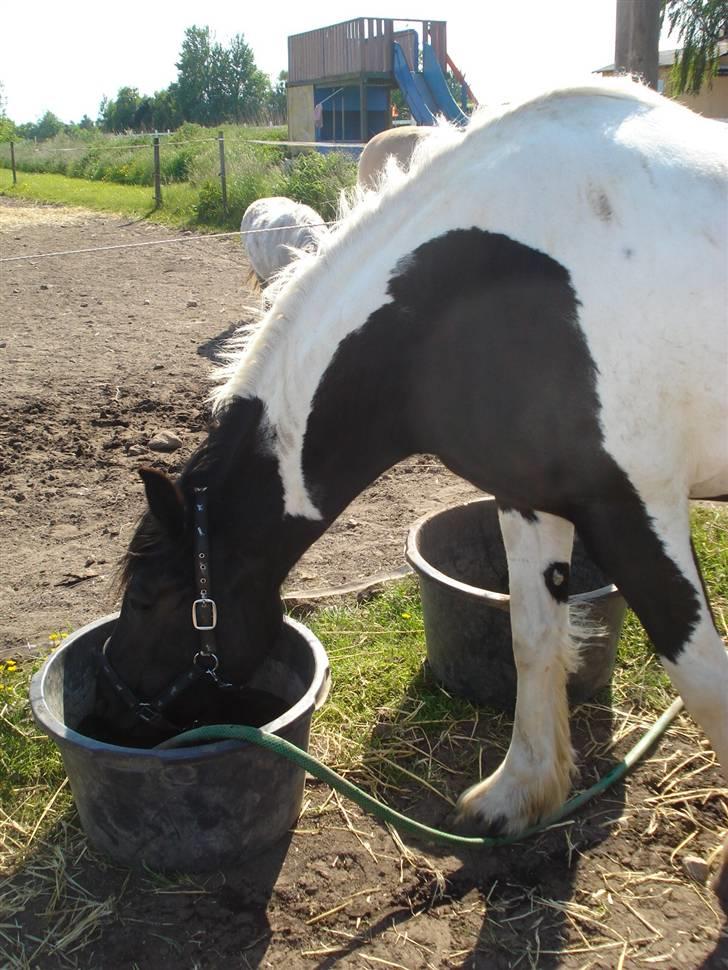 Barockpinto La Santa billede 5