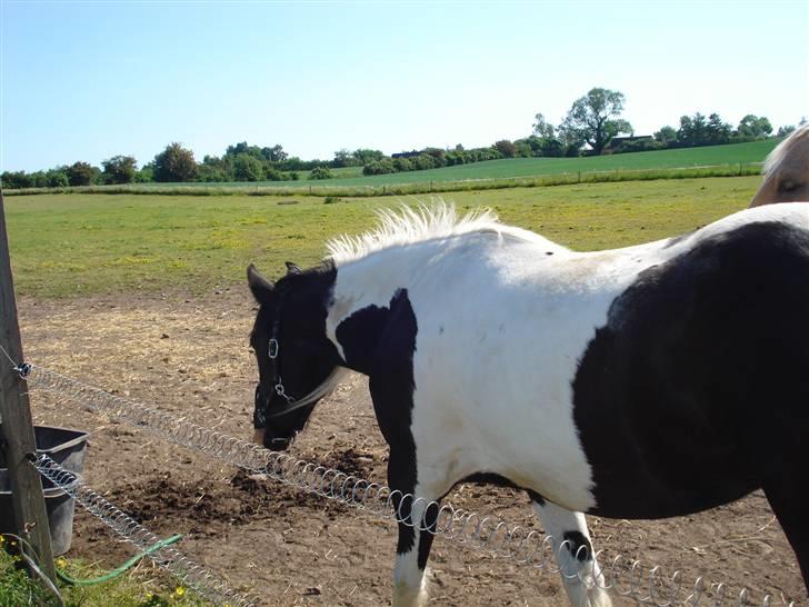 Barockpinto La Santa billede 6