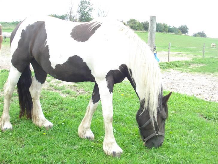 Barockpinto La Santa billede 7