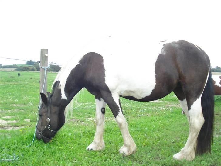 Barockpinto La Santa billede 8