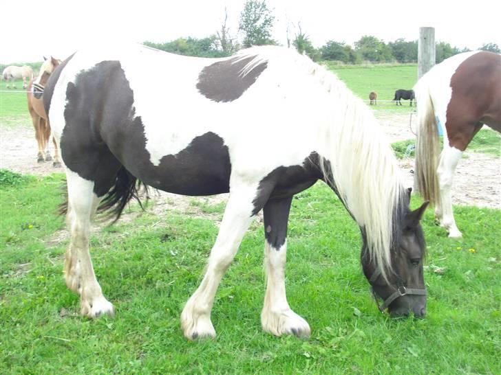 Barockpinto La Santa billede 9