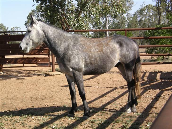Anden særlig race - Wybelina's Scruffy Bear  - Beskidte Pony der har rullet sig efter vi var ude at ride... billede 6