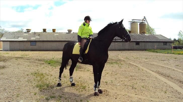 Hannoveraner Schwarze Rappe R.I.P - Smukken på hjemmebesøg billede 2