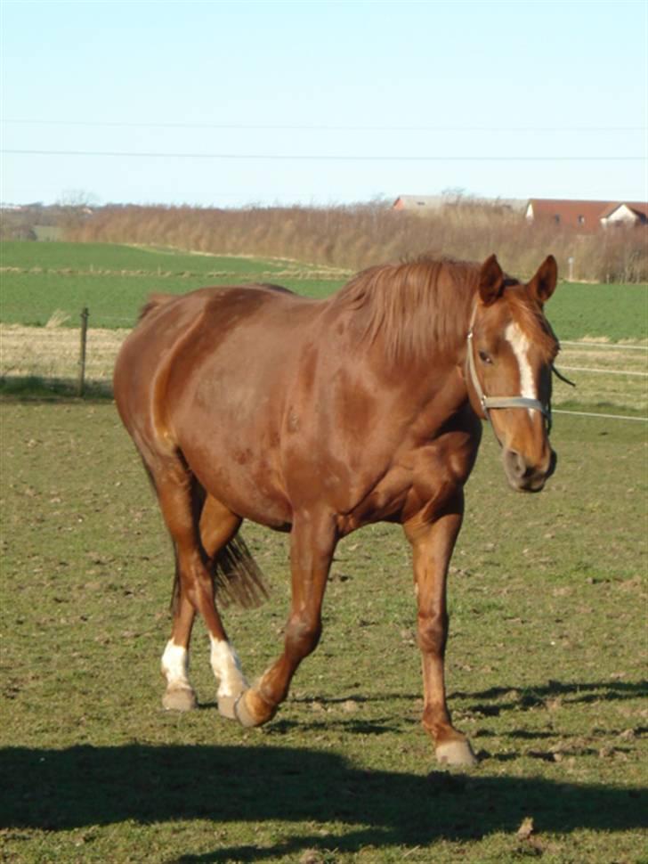 Dansk Varmblod Kalex-Lau - Kalex 12 dage før foling 2008. billede 11