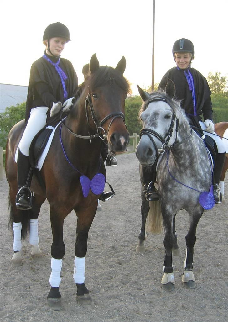 New Forest Odbjergs Isabell er slogt - aalborg horseshow billede 6