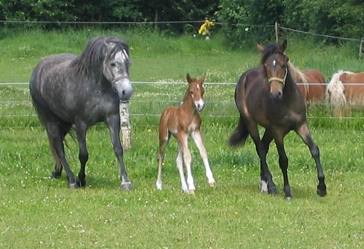 New Forest Odbjergs Isabell er slogt - Isabell med Sarina og Shakira billede 11