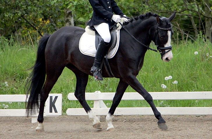 Anden særlig race Columbine  - Smukke-pigen og jeg til stævne, KBK 2007 :) billede 7