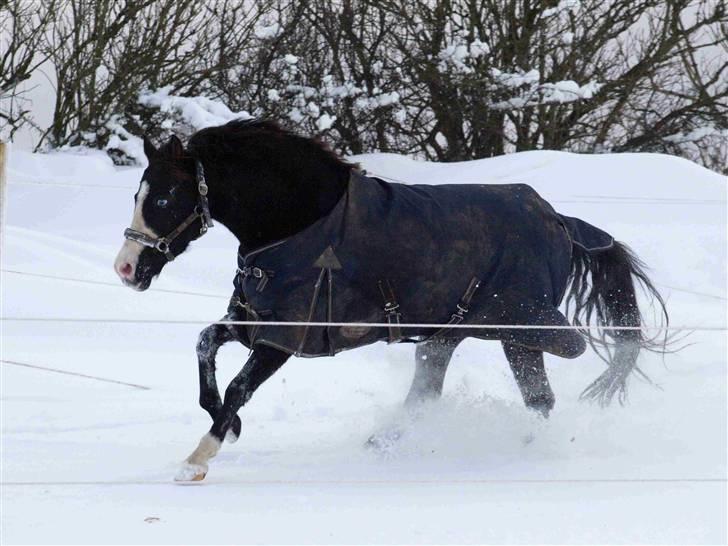 Anden særlig race Columbine  - En af hendes sidste dage - du var den SMUKKESTE! billede 9