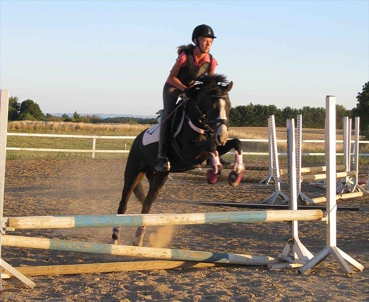 Anden særlig race Columbine  - Springning 08 :) billede 15