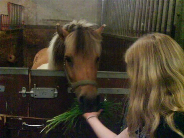 Shetlænder | Albert - Her får han græs af mig :-) billede 15