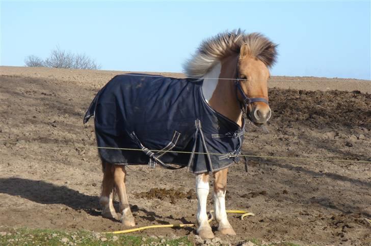 Shetlænder | Albert - Den smukke på fold billede 16