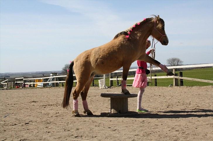Anden særlig race Princess R.I.P †SOULMATE† - Horsemanship konkurrence på Karlsbjerggård 24/4-10 :) Princess? Du vil altid være min sjælepartner!.. <3 Foto. Jeanett Nørgaard <3 billede 12