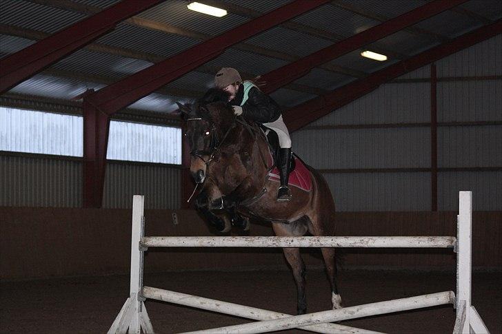 Anden særlig race Bakkelys Felur *Solgt* billede 9