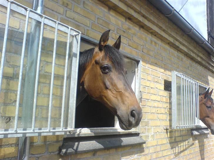 Anden særlig race Bakkelys Felur *Solgt* billede 10