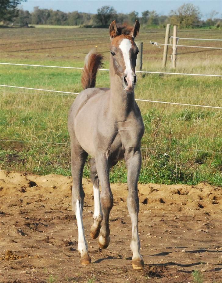 Sportsaraber (A) Fakhir E'jaaz SOLGT billede 15