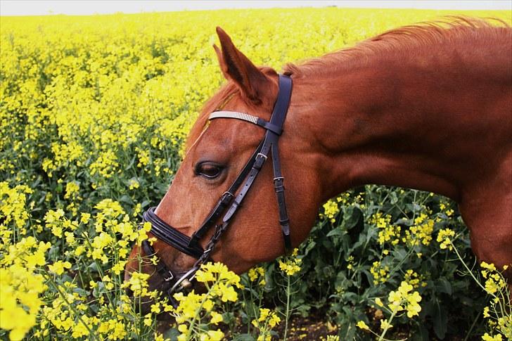 Tysk Sportspony Celette  - Blomsterbarnet Celette, 2010 billede 7