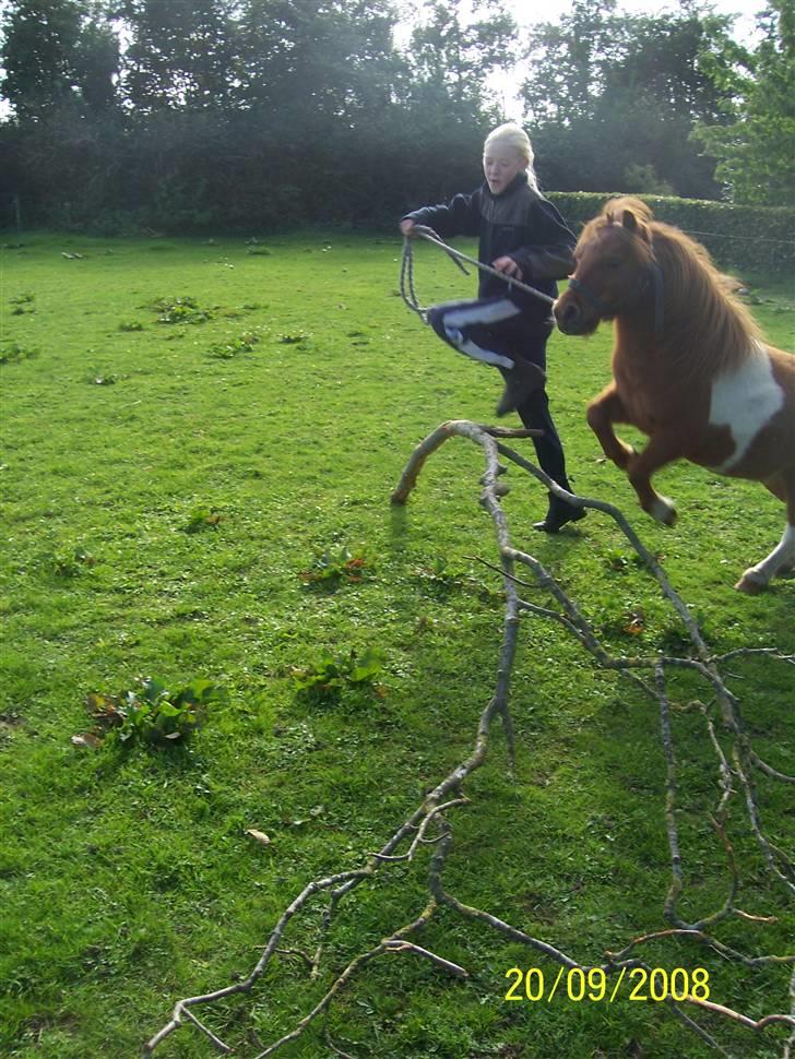 Shetlænder Chif billede 13