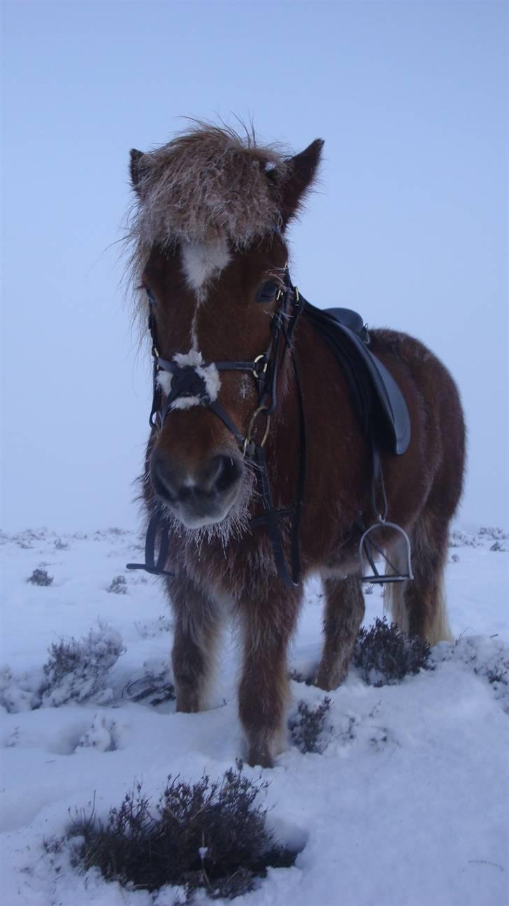 Islænder Mánadis - PRØV LIGE AT SE HVOR ISET HUN ER SÅÅÅ SØDT!!!!!&#9829; billede 2