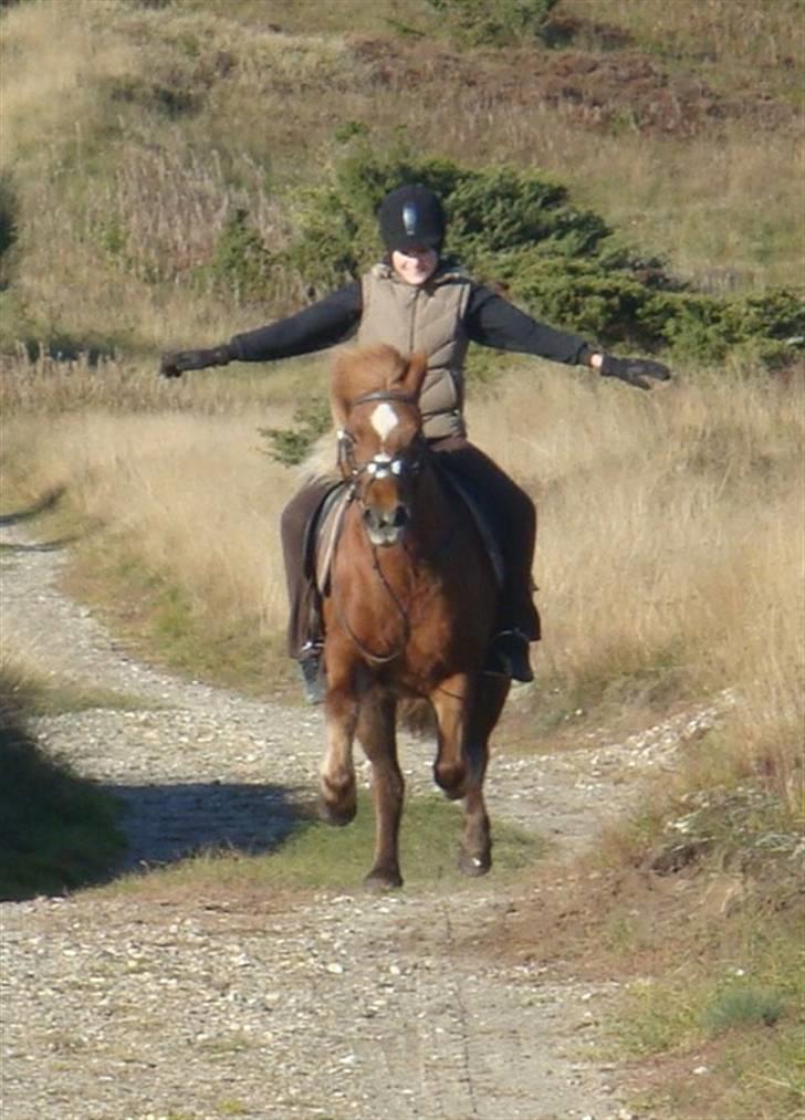 Islænder Mánadis - see hvor sød hun er på tur!!!. . Gallop uden hænder xD <3<3 billede 4