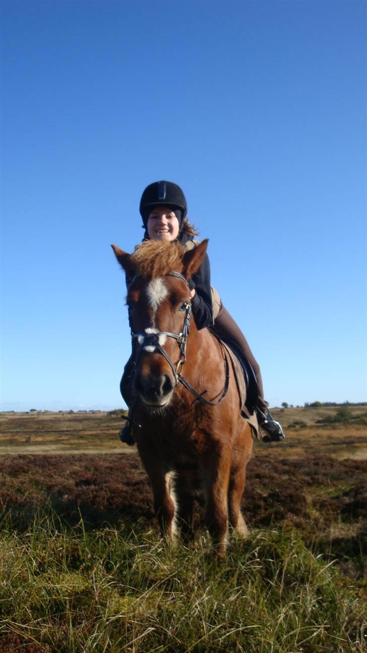 Islænder Mánadis - på tur<33 såå flot minpige er <3 :´) NY TRENSE :D billede 5