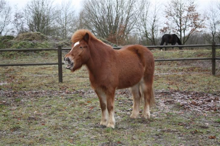 Islænder Mánadis - orrrr jeg er lidt træt gaaaaab :D billede 6