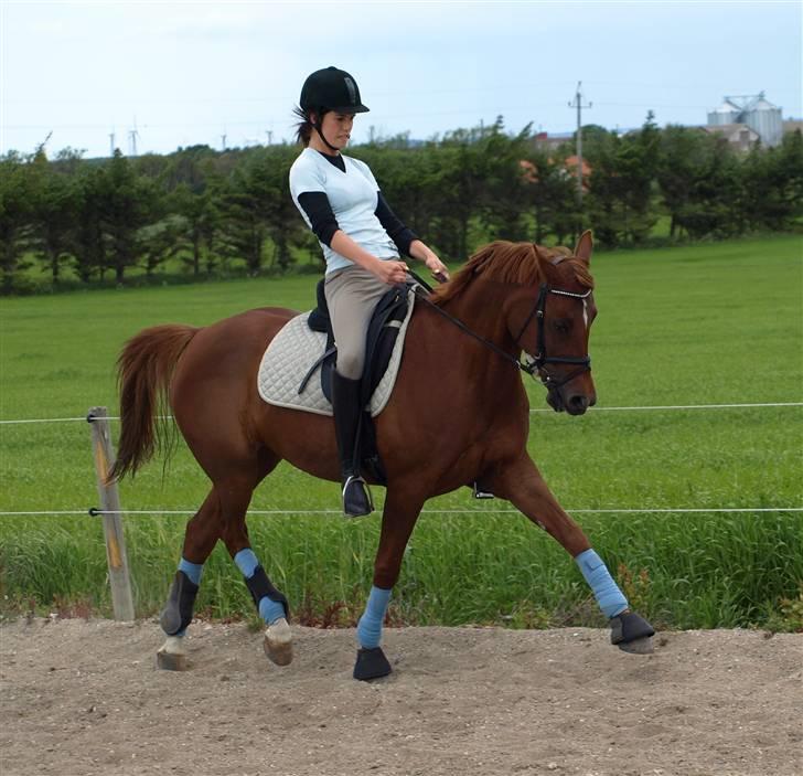 Welsh Pony (sec B) Kitty - Træning d. 6 Juni 2009 billede 6