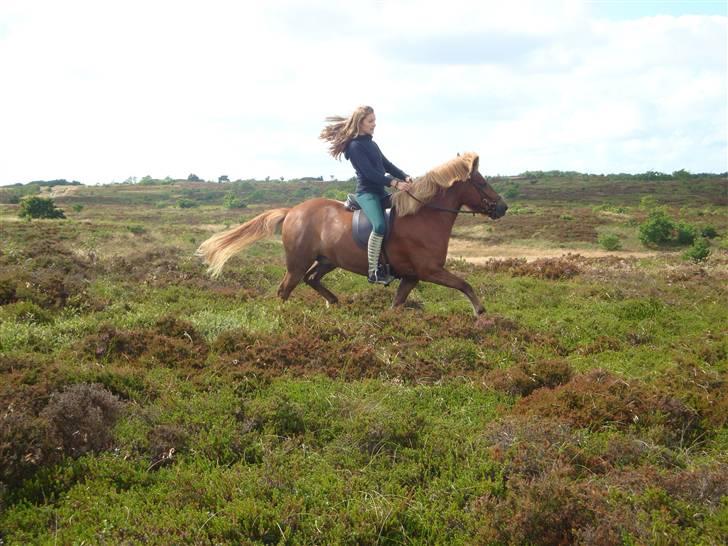 Islænder Mánadis - WOW EN GANG! FOTOGRAF: TINA :P SÅ FLOT I NATUR!! xD billede 7