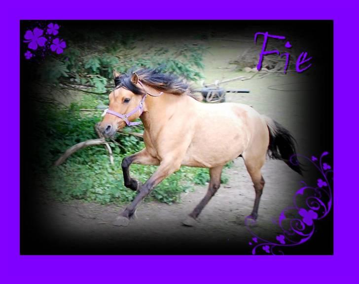 Fjordhest /Pinto Fie - velkommen til fies profil:) foto: trine b #1 billede 1