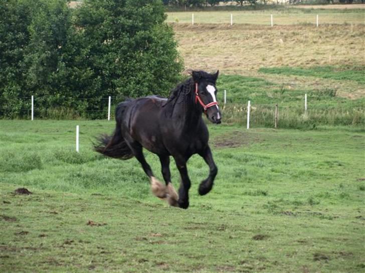 Tinker Shenannigan (Smulder) billede 1