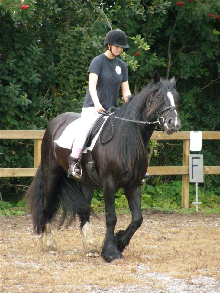 Tinker Shenannigan (Smulder) billede 2