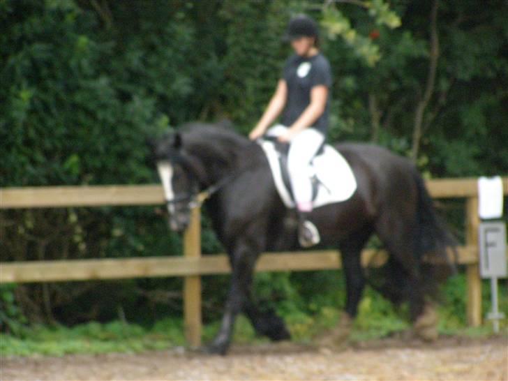 Tinker Shenannigan (Smulder) billede 3