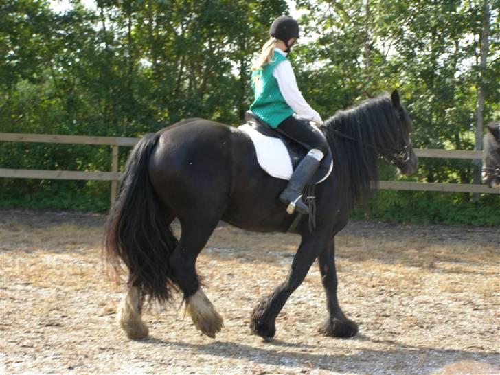 Tinker Shenannigan (Smulder) billede 4