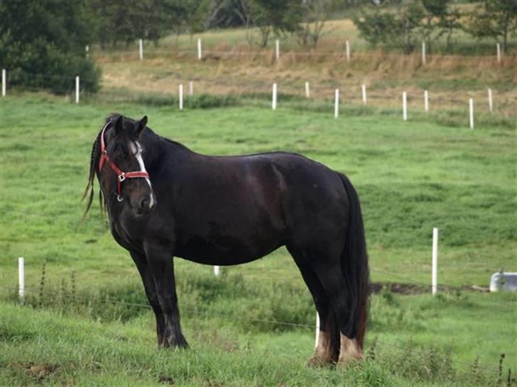 Tinker Shenannigan (Smulder) billede 5