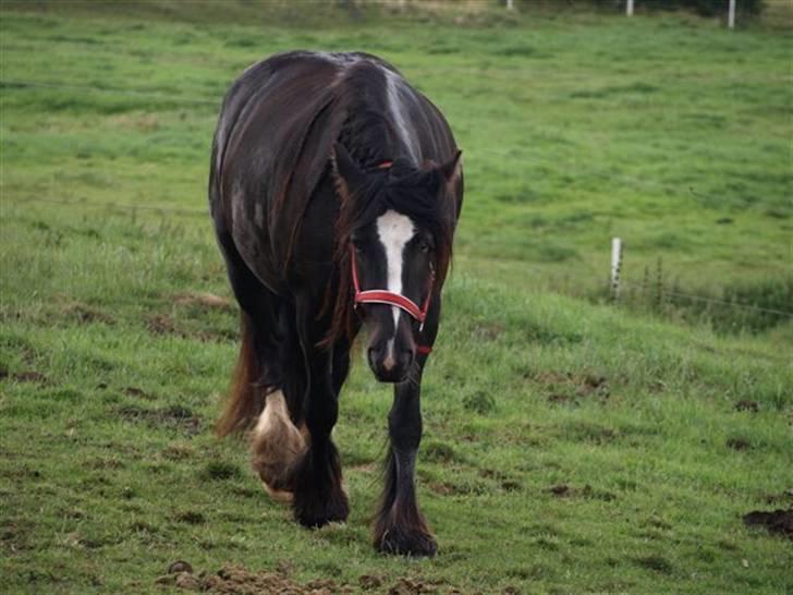 Tinker Shenannigan (Smulder) billede 6