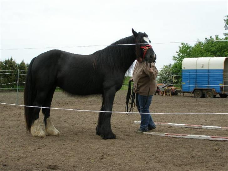 Tinker Shenannigan (Smulder) billede 7