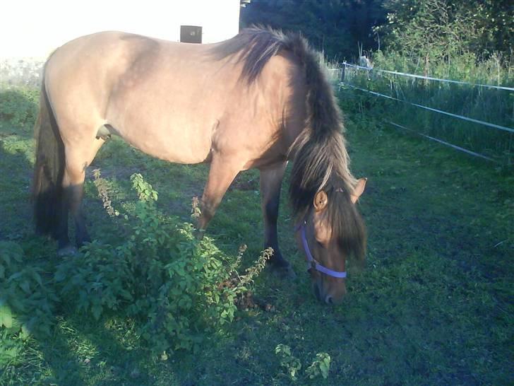 Fjordhest /Pinto Fie - mums græs foto: mig #2 billede 2