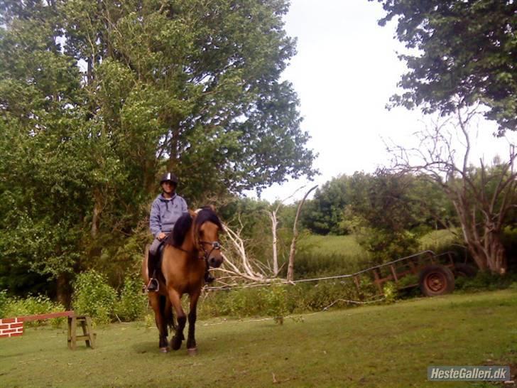 Fjordhest /Pinto Fie - lidt ridning :) foto: kamilla #3 billede 3