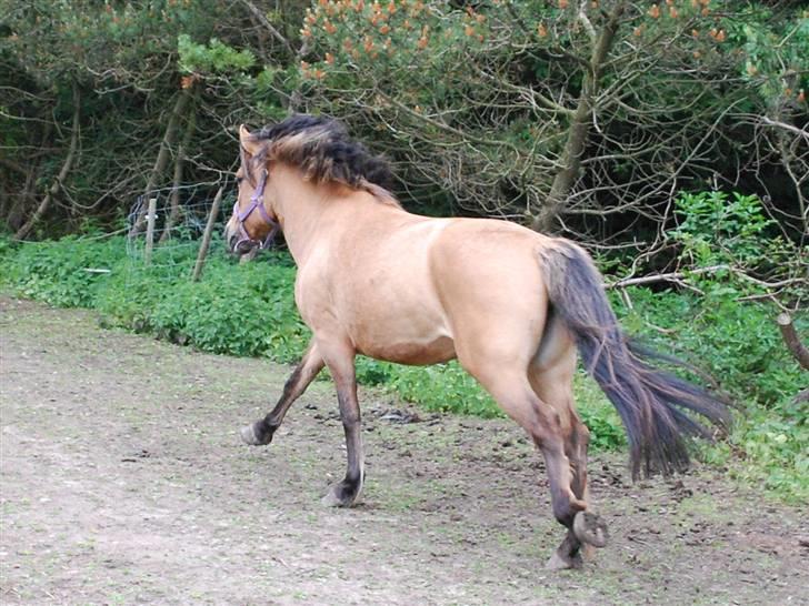Fjordhest /Pinto Fie - legede med de andre ponzer xD fuld galop! foto: trine #4 billede 4