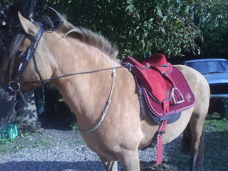 Fjordhest /Pinto Fie - hva er mon det ? heeh :D foto: mor #5 billede 5