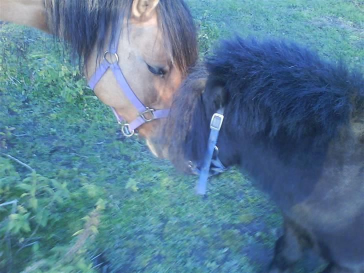 Fjordhest /Pinto Fie - snakker lig med komet foto: mig #6 billede 6