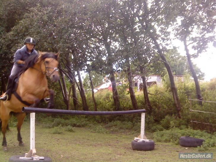 Fjordhest /Pinto Fie - vi tar da ogs lige et spring xD foto:kamilla #7 billede 7